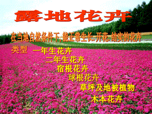 一年生花卉课件.ppt