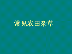 常见杂草汇总-ppt课件.ppt