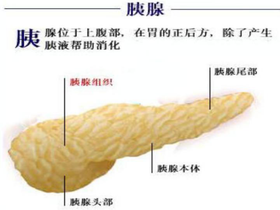 苏教版生物七年级下册第9章《第二节 人体的消化与吸收》课件3.ppt_第2页