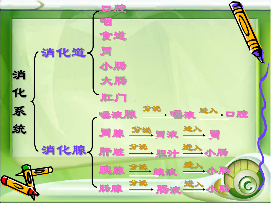 苏教版生物七年级下册第9章《第二节 人体的消化与吸收》课件3.ppt_第3页