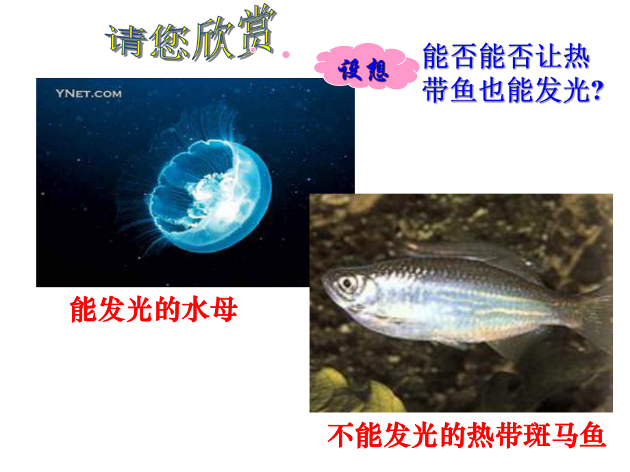 生物学②必修6.2《基因工程及其应用》PPT课件.ppt_第2页