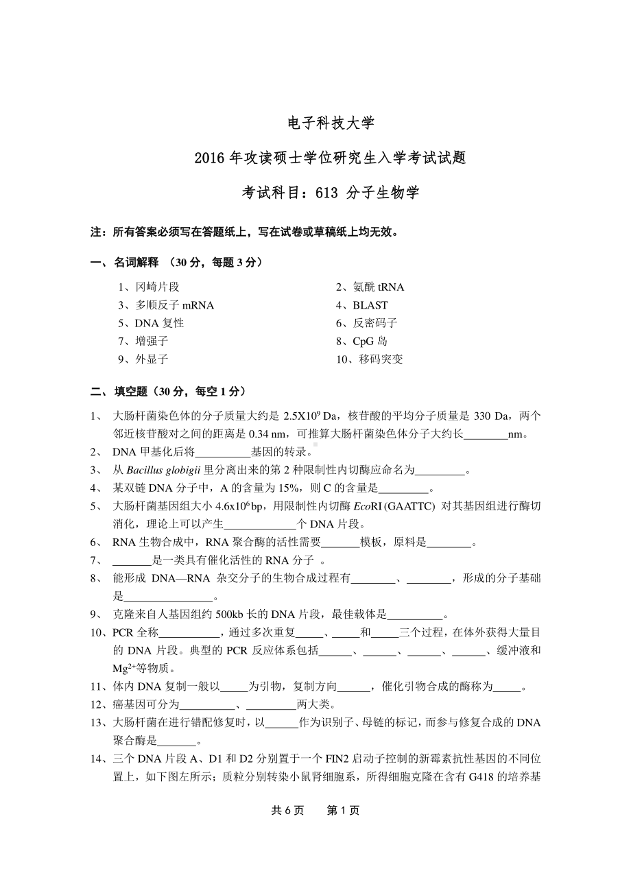 2016年电子科技大学考研专业课试题分子生物学.pdf_第1页