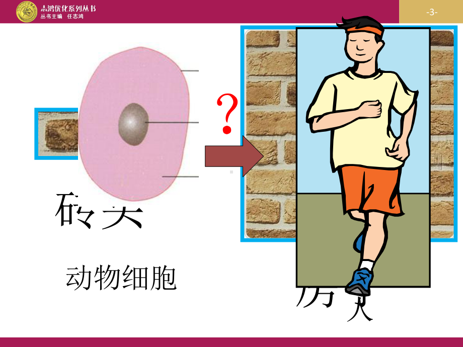 优秀教案(课时)—《动物体的结构层次》课件1.ppt_第3页