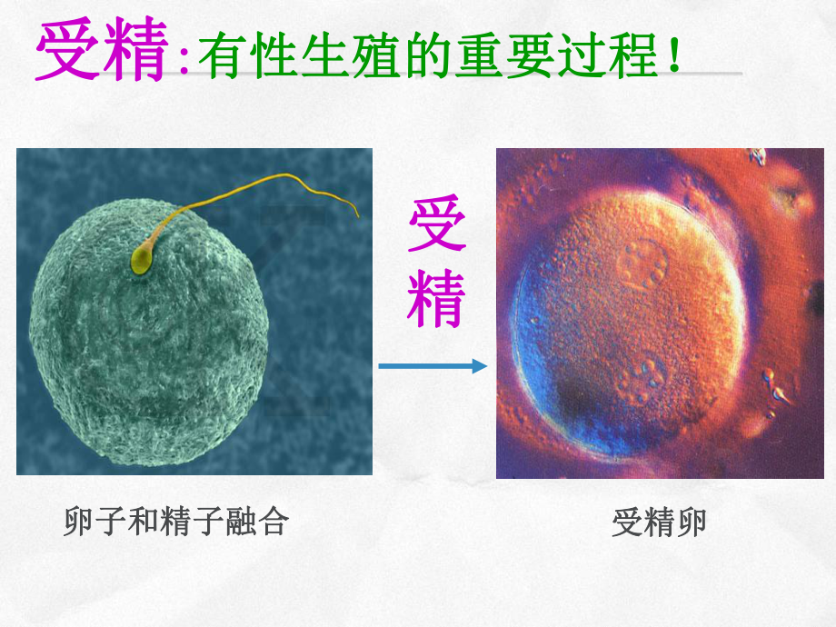 动物的生殖PPT优秀课件2-苏科版.ppt_第3页