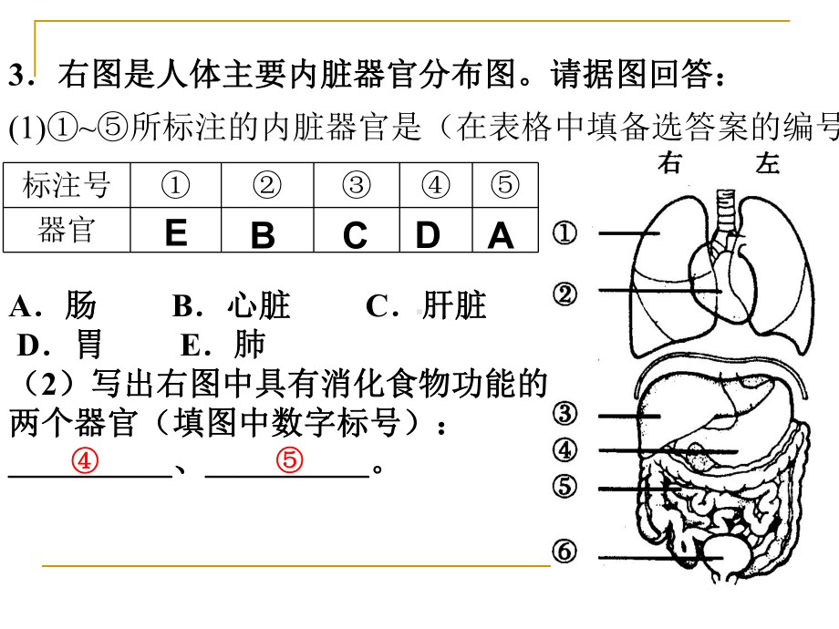 人体的结构层次生物课件.ppt_第3页