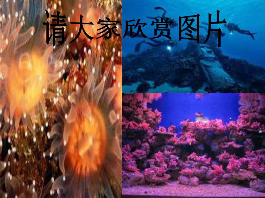 名著《海底两万里》精选教学PPT课件.ppt_第3页