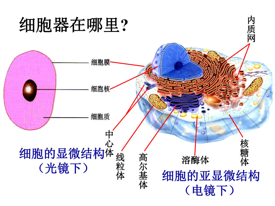 细胞器-系统内的分工合作-课件.ppt_第3页