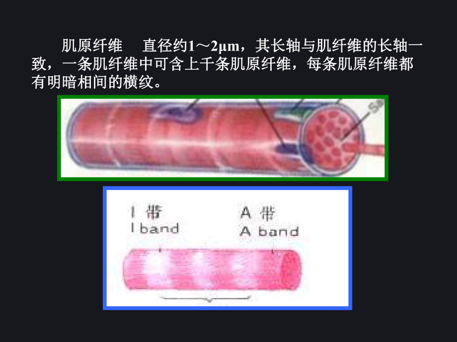 人体解剖生理学课件03.ppt_第3页