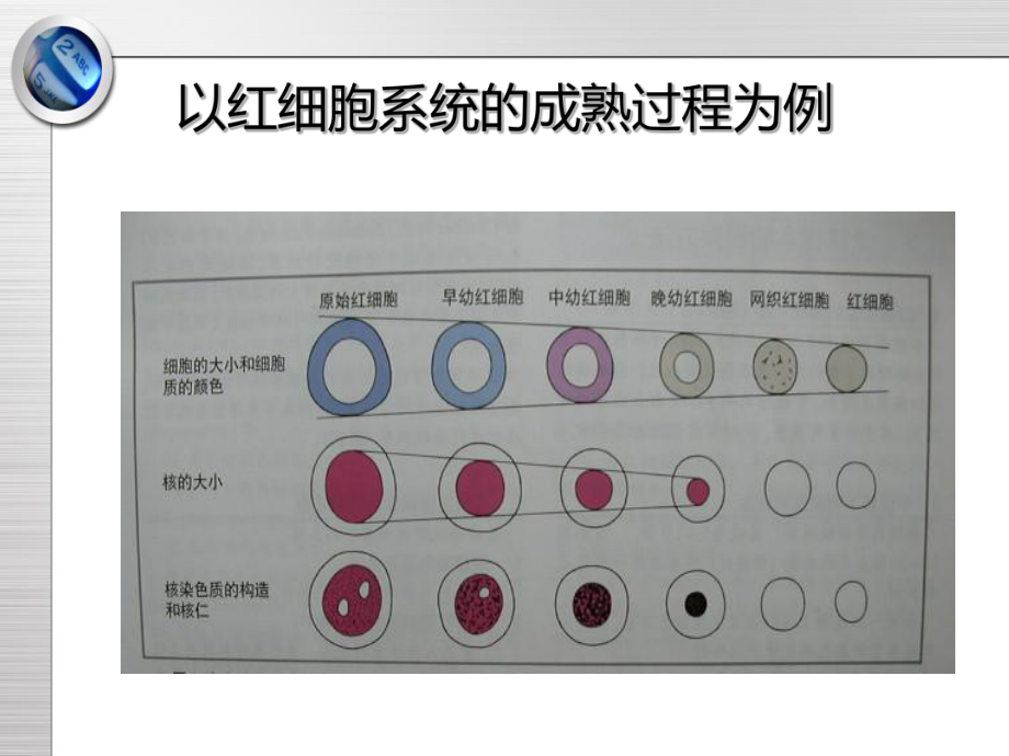 外周血细胞形态检验-ppt课件.ppt_第3页