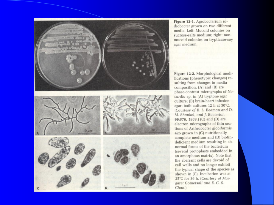 华理微生物专业课课件8.ppt_第3页