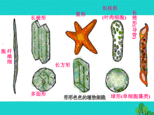 七年级生物上册第三章第二节人和动物细胞的结构和功能课件苏教版.ppt