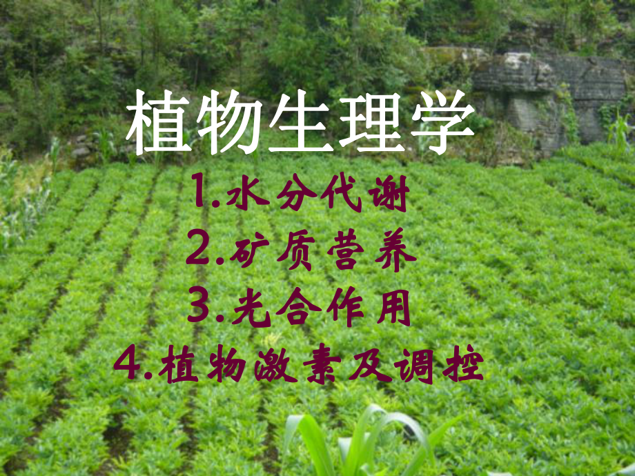 大学植物生理学经典课件.ppt_第1页