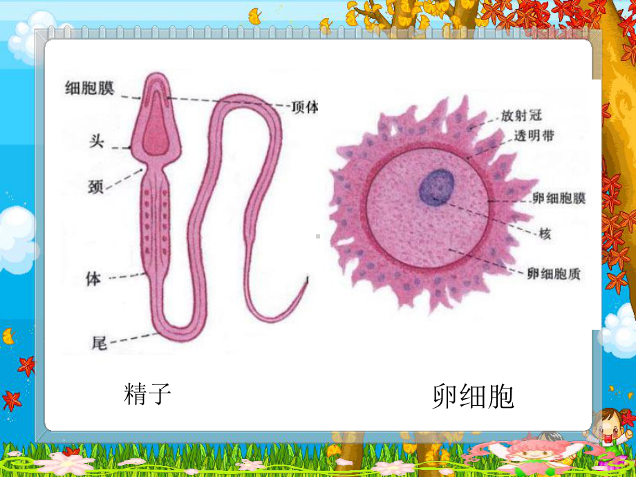 苏教版生物七年级下册第8章《第一节 精卵结合孕育新的生命》课件2.ppt_第2页