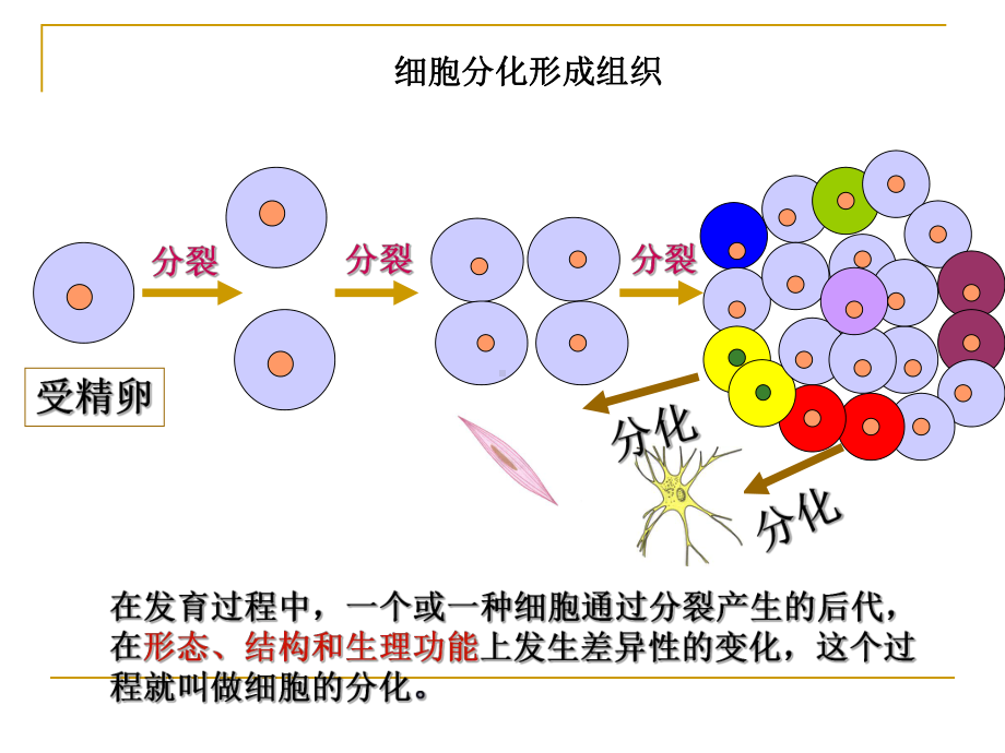 动物体的结构层次-课件.ppt_第2页