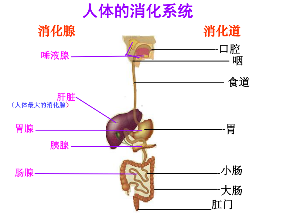 苏教版生物七年级下册第9章《第二节 人体的消化与吸收》课件2.ppt_第2页