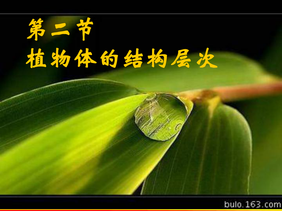 精品七年级生物《植物体的结构层次》课件.ppt_第1页