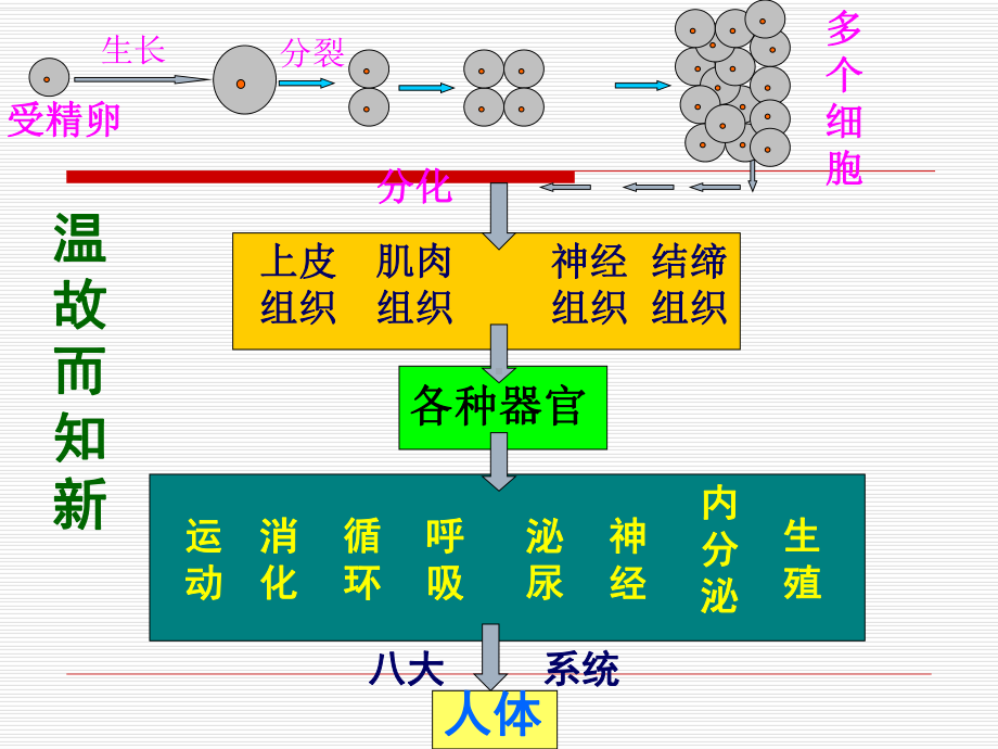 精品七年级生物《植物体的结构层次》课件.ppt_第3页