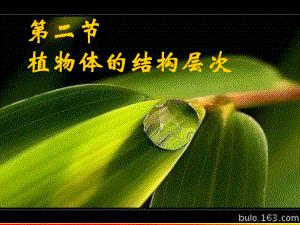 精品七年级生物《植物体的结构层次》课件.ppt