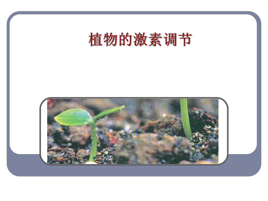 其它植物激素课件2.ppt_第1页