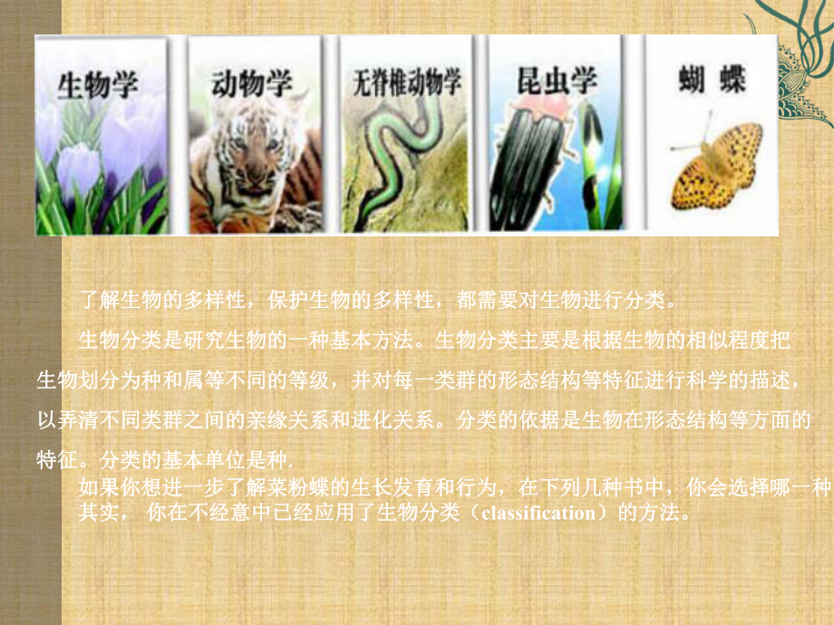 生物的分类-课件.ppt_第3页