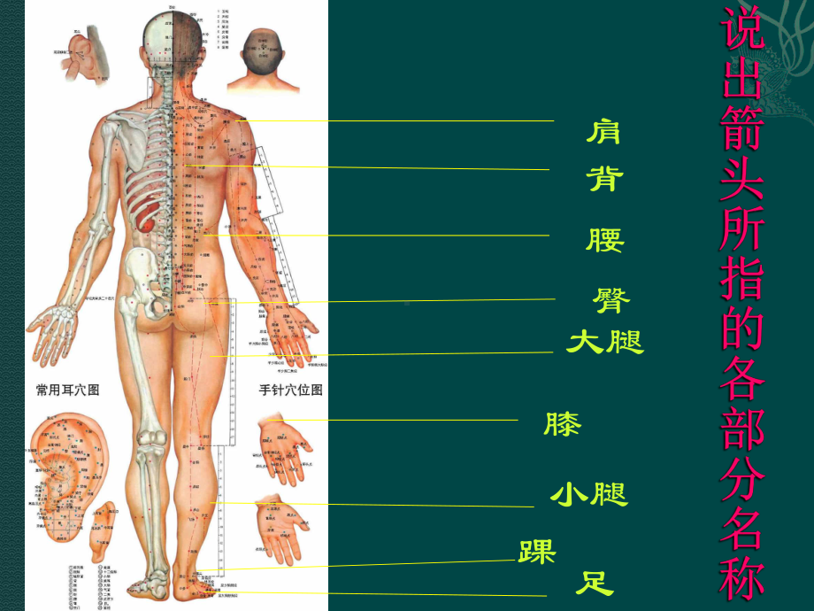 苏教版生物七年级下册第8章《第三节 人体概述》课件4.ppt_第2页