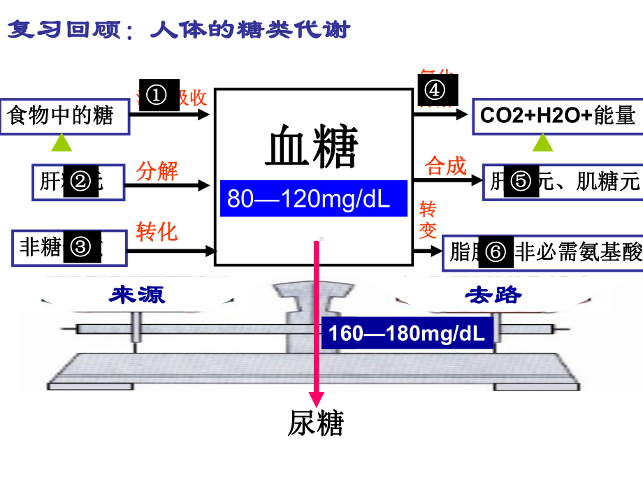 人教版教学血糖的调节(复习课)-PPT课件.ppt_第3页