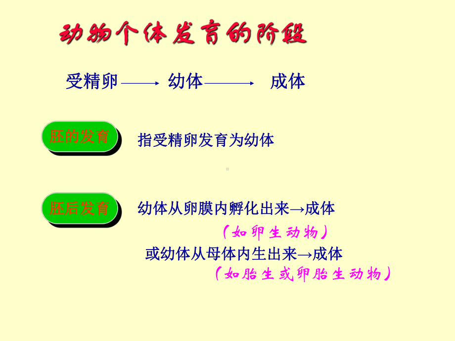 动物的个体发育精选教学PPT课件.ppt_第3页