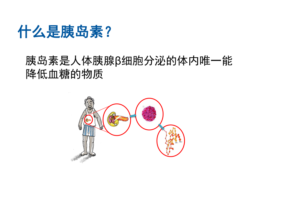 6.认识胰岛素-PPT课件.ppt_第2页