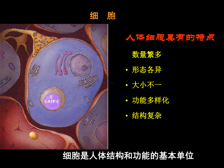 苏教版生物七年级下册第8章《第三节 人体概述》课件3.ppt_第2页