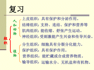 生物体的器官系统课件(北师大版七年级上).ppt