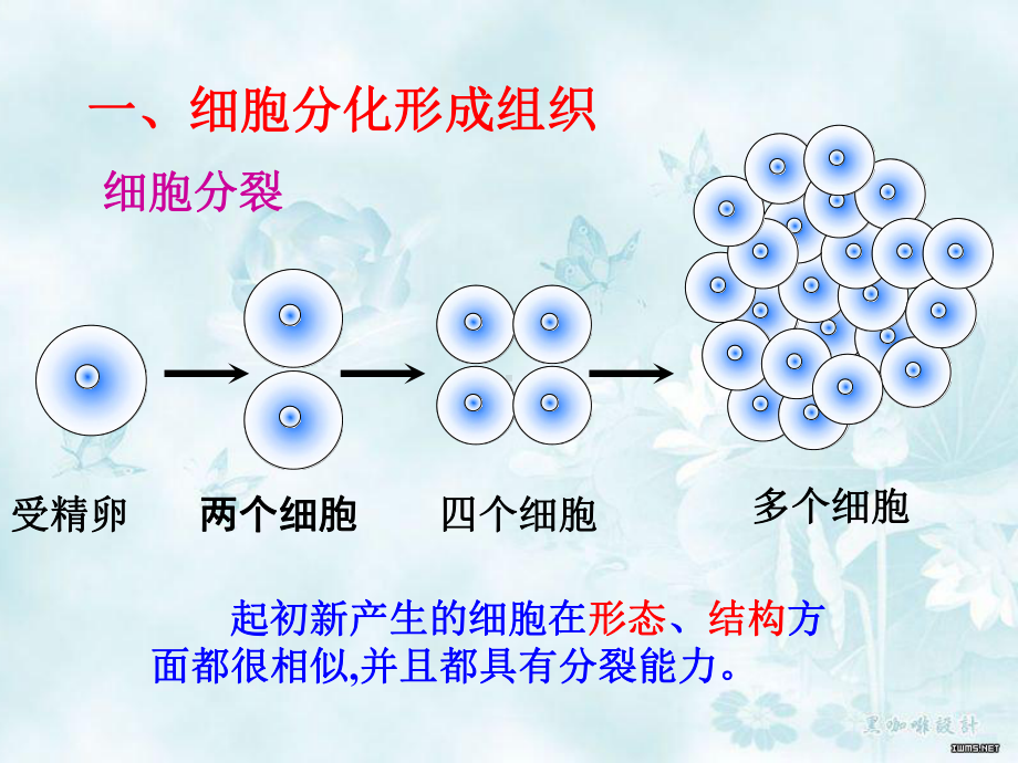 动物体的结构层次课件(同名2329).ppt_第3页