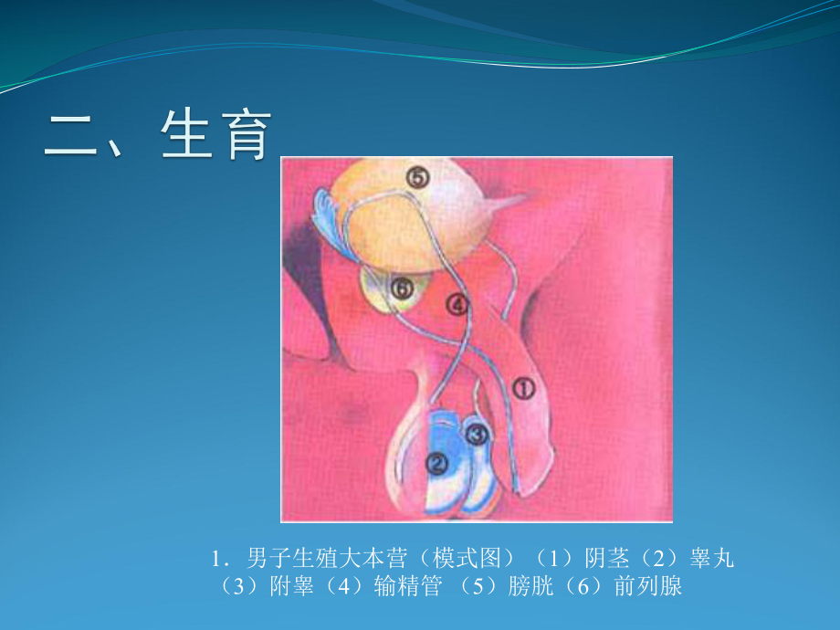 1.4《生殖健康》-PPT课件.ppt_第3页