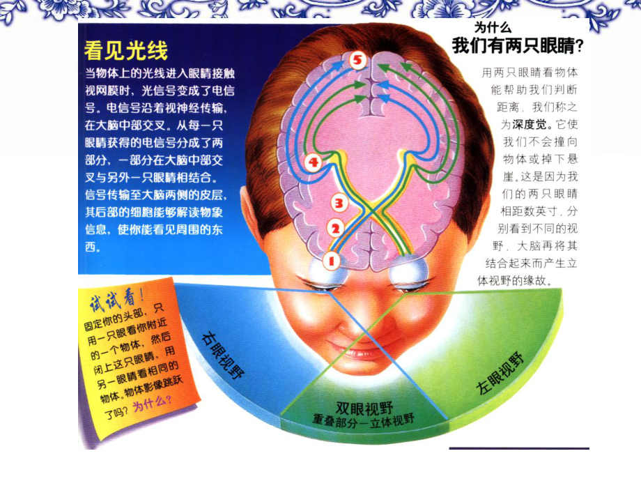 眼的解剖生理-ppt课件.ppt_第3页