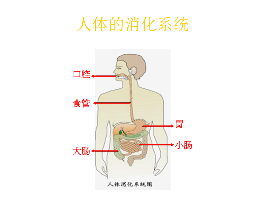 科五下1、食物到哪里去了课件.ppt_第3页