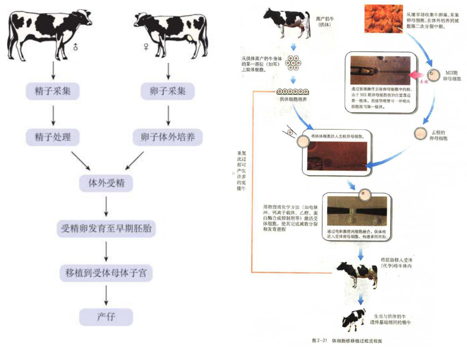 生物精彩课件.ppt_第3页