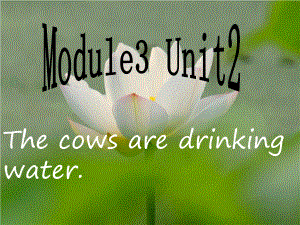 六年级英语下册Module3Unit2《Thecowsaredrinkingwater》-优秀课件6(新版)外研版(三起).ppt（无音视频）（无音视频）