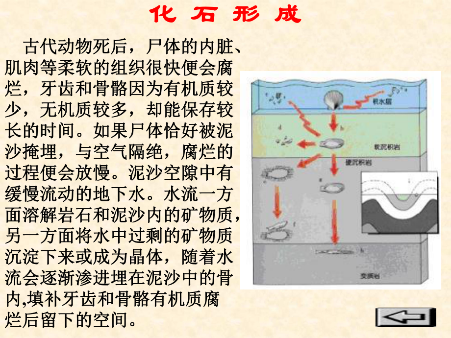 化石吟PPT课件59-人教版-(共21张PPT).ppt_第3页