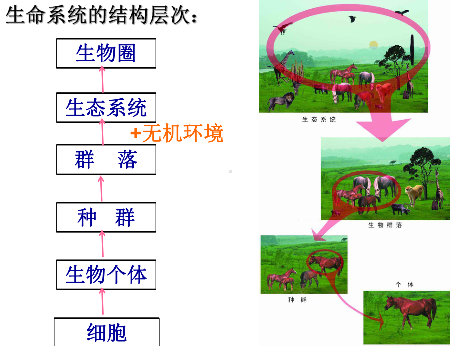 生态系统-ppt课件(同名2465).ppt_第2页