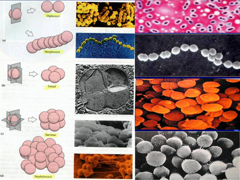 微生物课件.pptx_第3页
