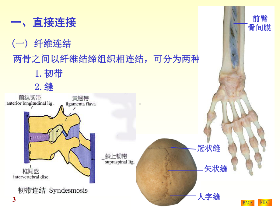 人体解剖学课件[1].ppt_第3页