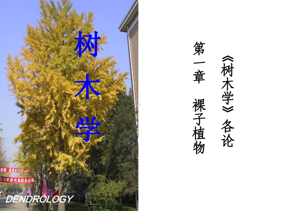 树木学各论第一章裸子植物-ppt课件.ppt_第1页