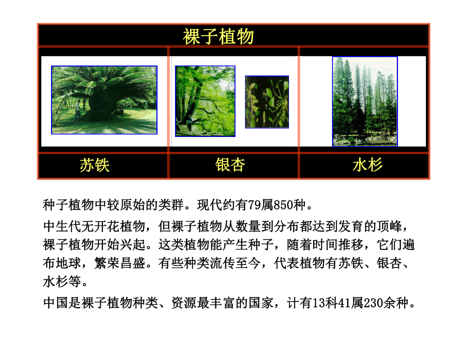 树木学各论第一章裸子植物-ppt课件.ppt_第2页