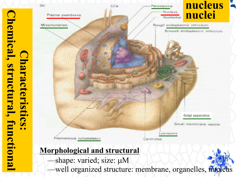 高等教学大一下PPT课件：细胞核nucleus.ppt_第1页