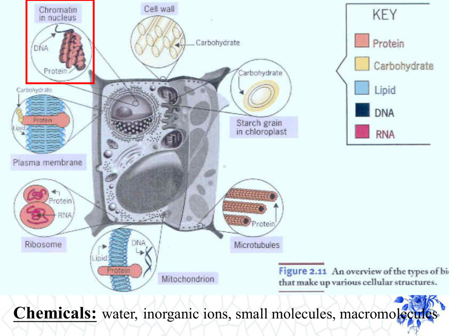 高等教学大一下PPT课件：细胞核nucleus.ppt_第2页