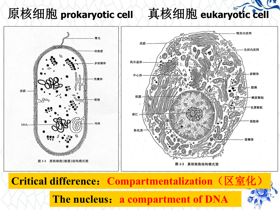 高等教学大一下PPT课件：细胞核nucleus.ppt_第3页