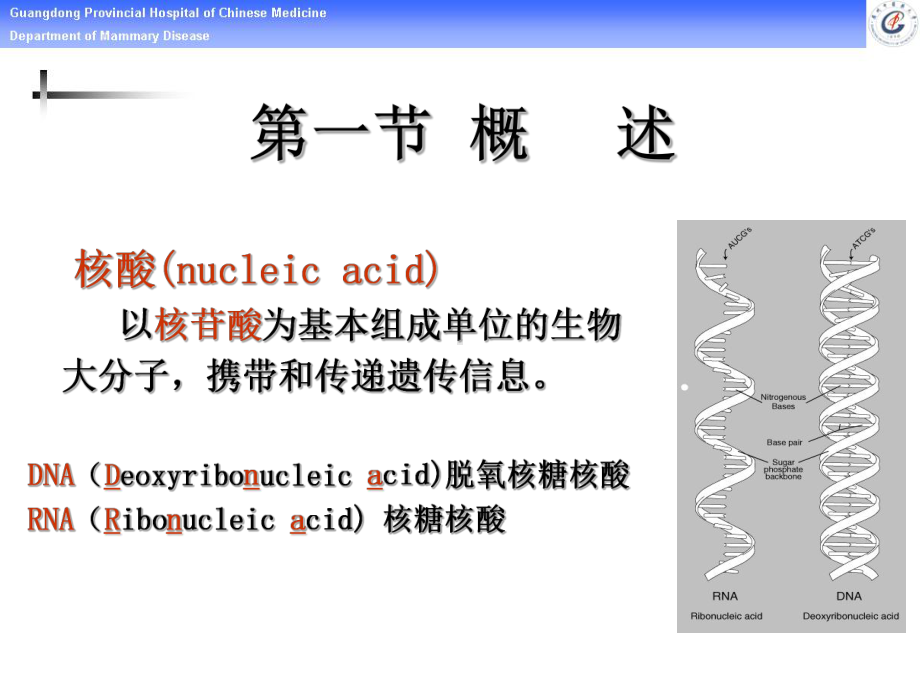 核酸化学 核苷酸代谢课件.ppt_第2页