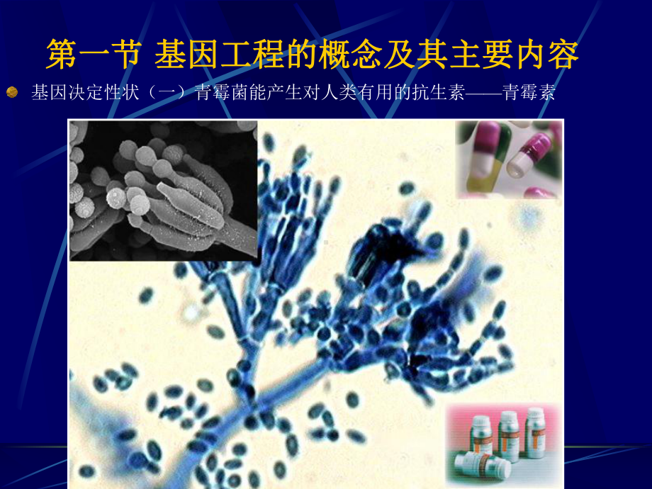 第二章-基因工程原理-PPT课件.ppt_第2页