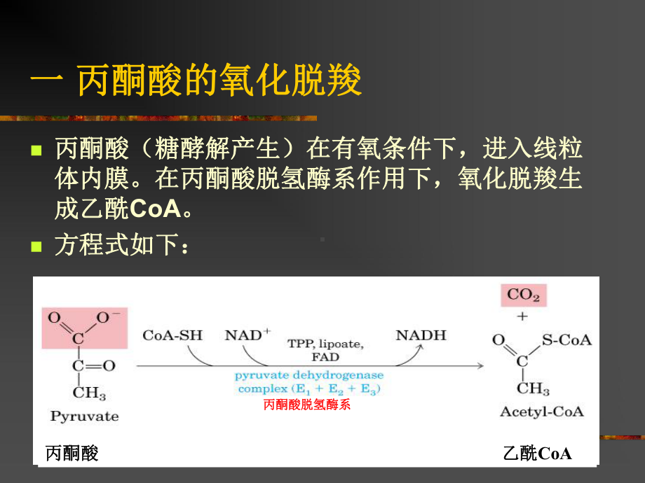 生物化学糖代谢2课件-TCAcycle.ppt_第2页