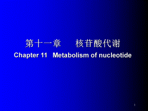 生物化学课件(6)核酸代谢A.ppt