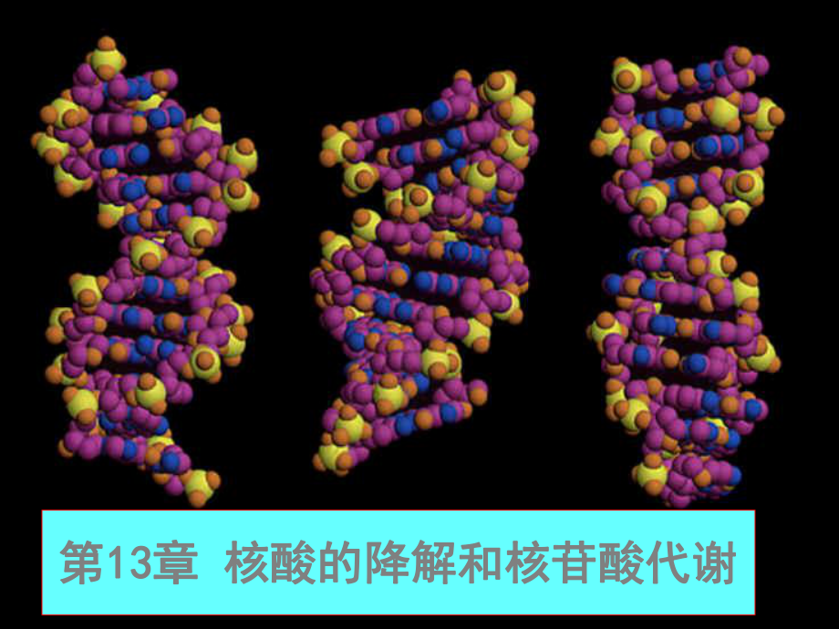 王镜岩生化第三版考研课件 核酸的降解和核苷酸代谢.ppt_第1页